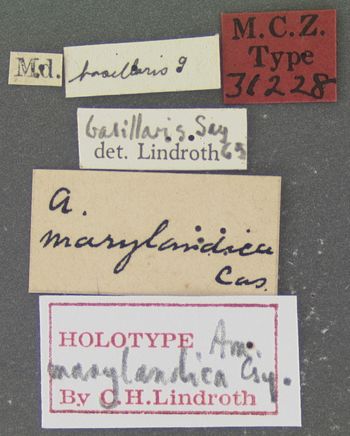 Media type: image;   Entomology 31228 Aspect: labels